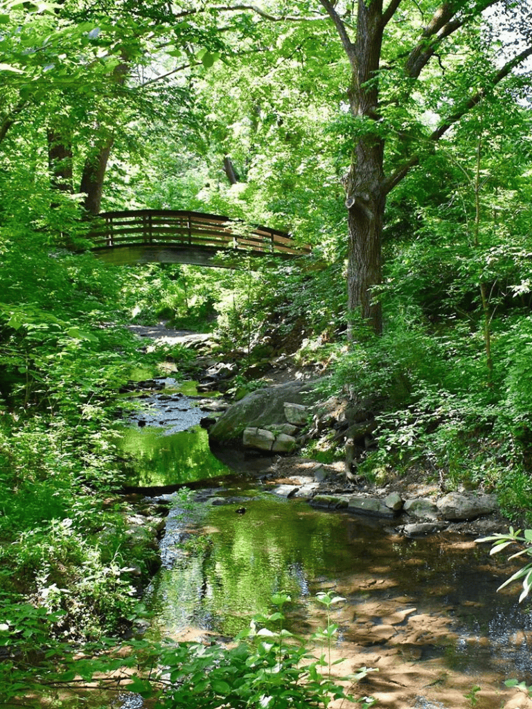 Lush green forest with a small creek and a wooden footbridge, peaceful nature scene.