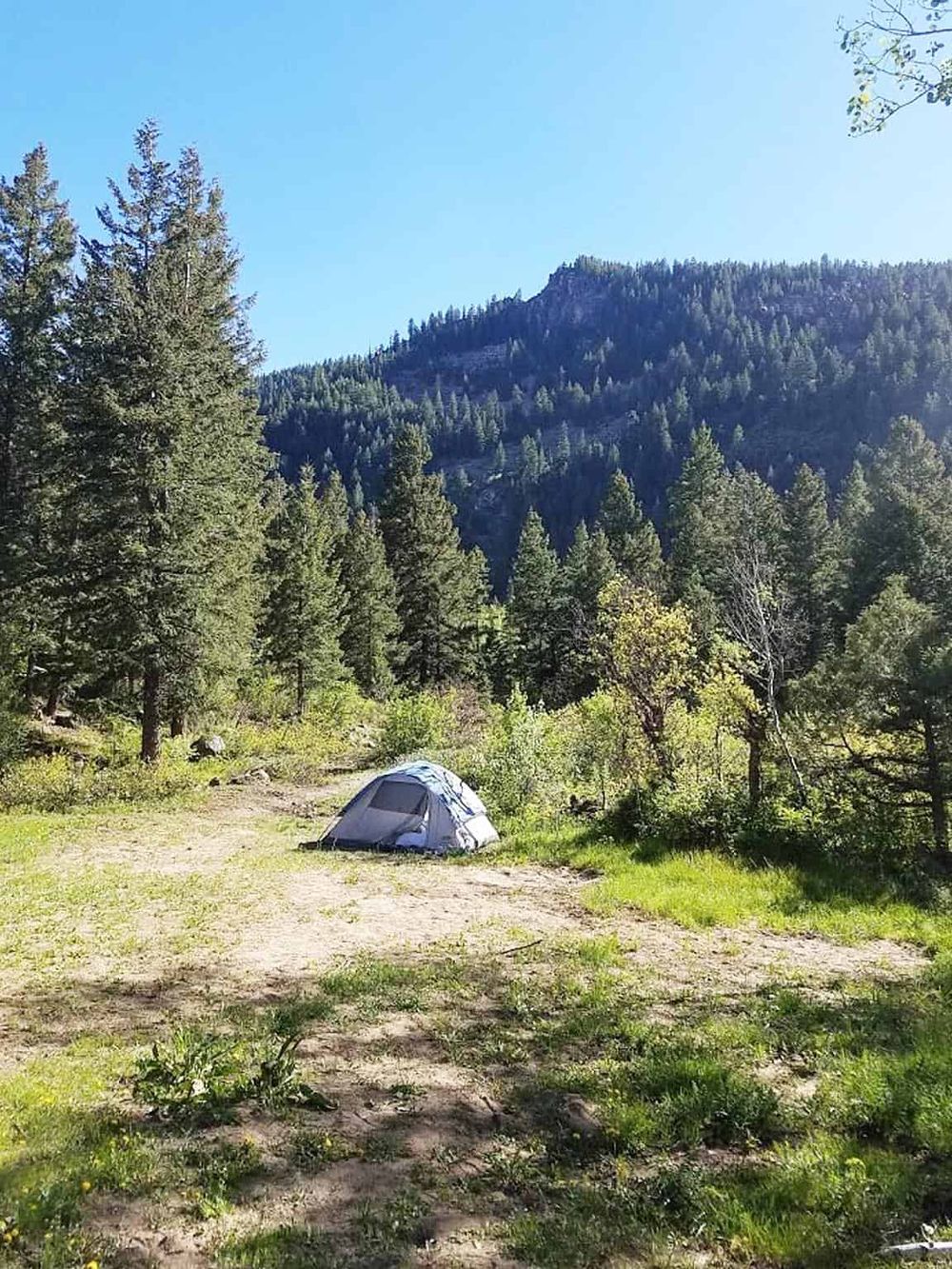Secluded forest camping site with tent near tall pine trees and mountain backdrop, perfect for outdoor adventures and hiking.