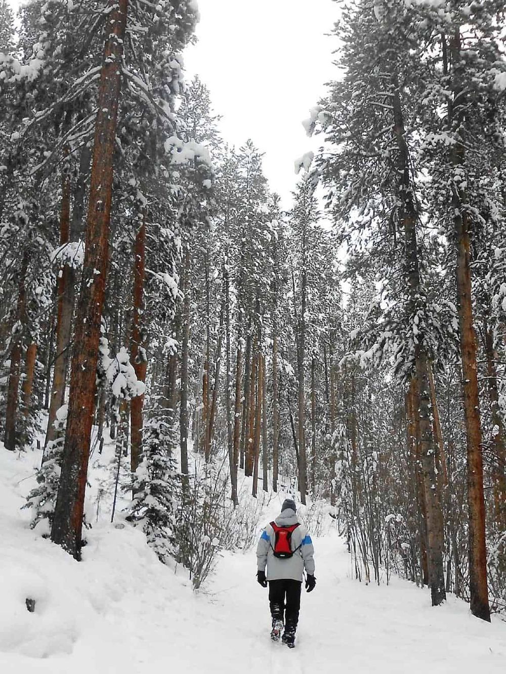 Snowy forest trail with a hiker exploring nature and outdoor adventure.