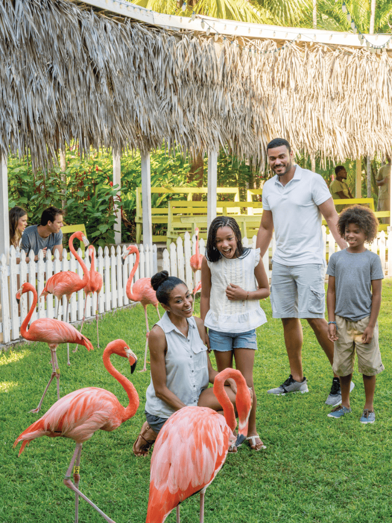 Colorful flamingos at a tropical-themed attraction with happy families enjoying outdoor activities.