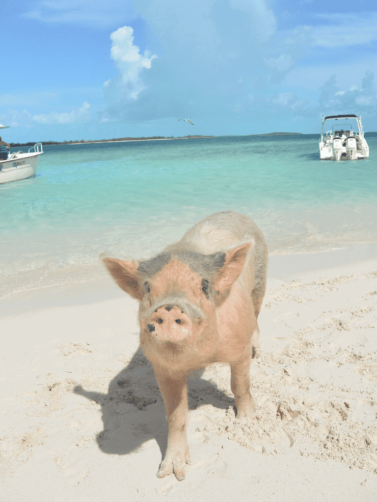 Pig on sandy beach with boats and ocean in background, tropical vacation, quests for directions.