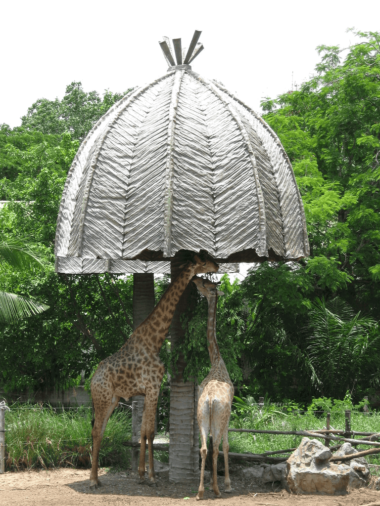Tall giraffes eating from a large, leaf-designed shade structure in a lush green zoo enclosure.