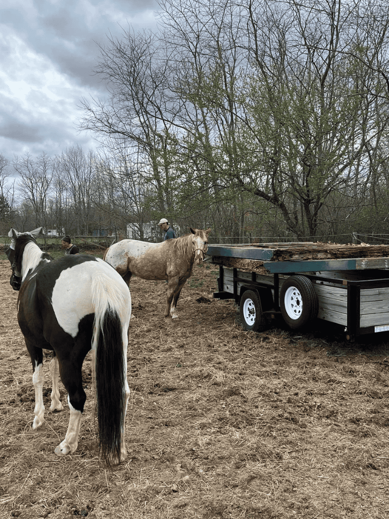 Horses and trailer in a rural outdoor setting with trees and cloudy sky.