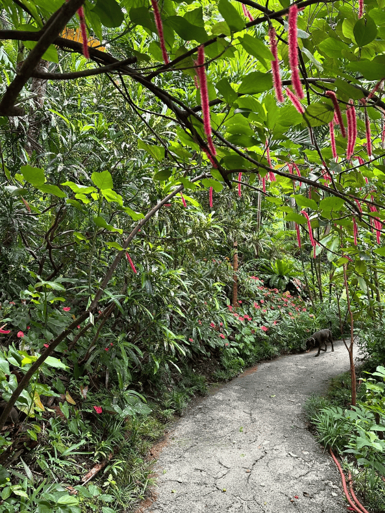 Lush jungle pathway with vibrant pink flowers and a small black animal, ideal for nature adventure seekers.