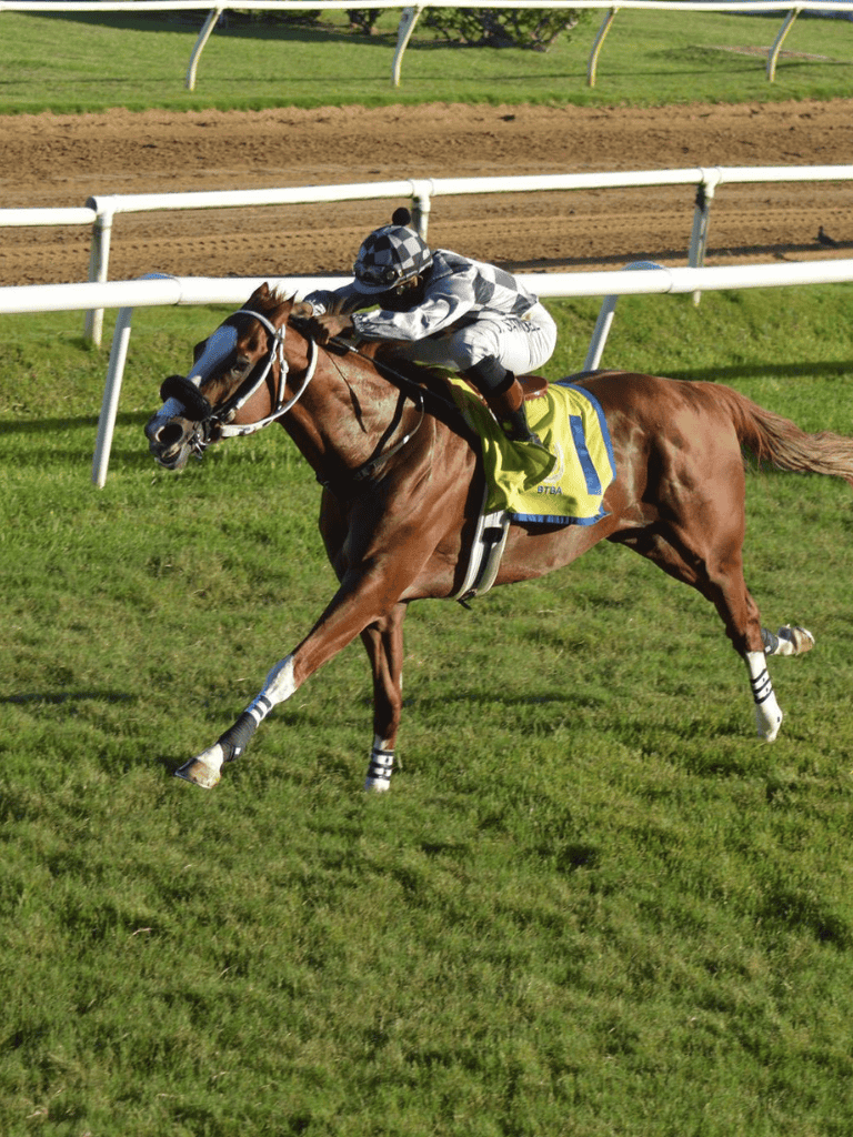 1. Equine jockey riding a racehorse on a grassy track during a competition.