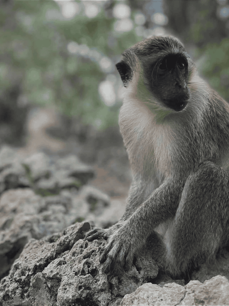 Curious Vervet Monkey sitting on rocky terrain in natural habitat.
