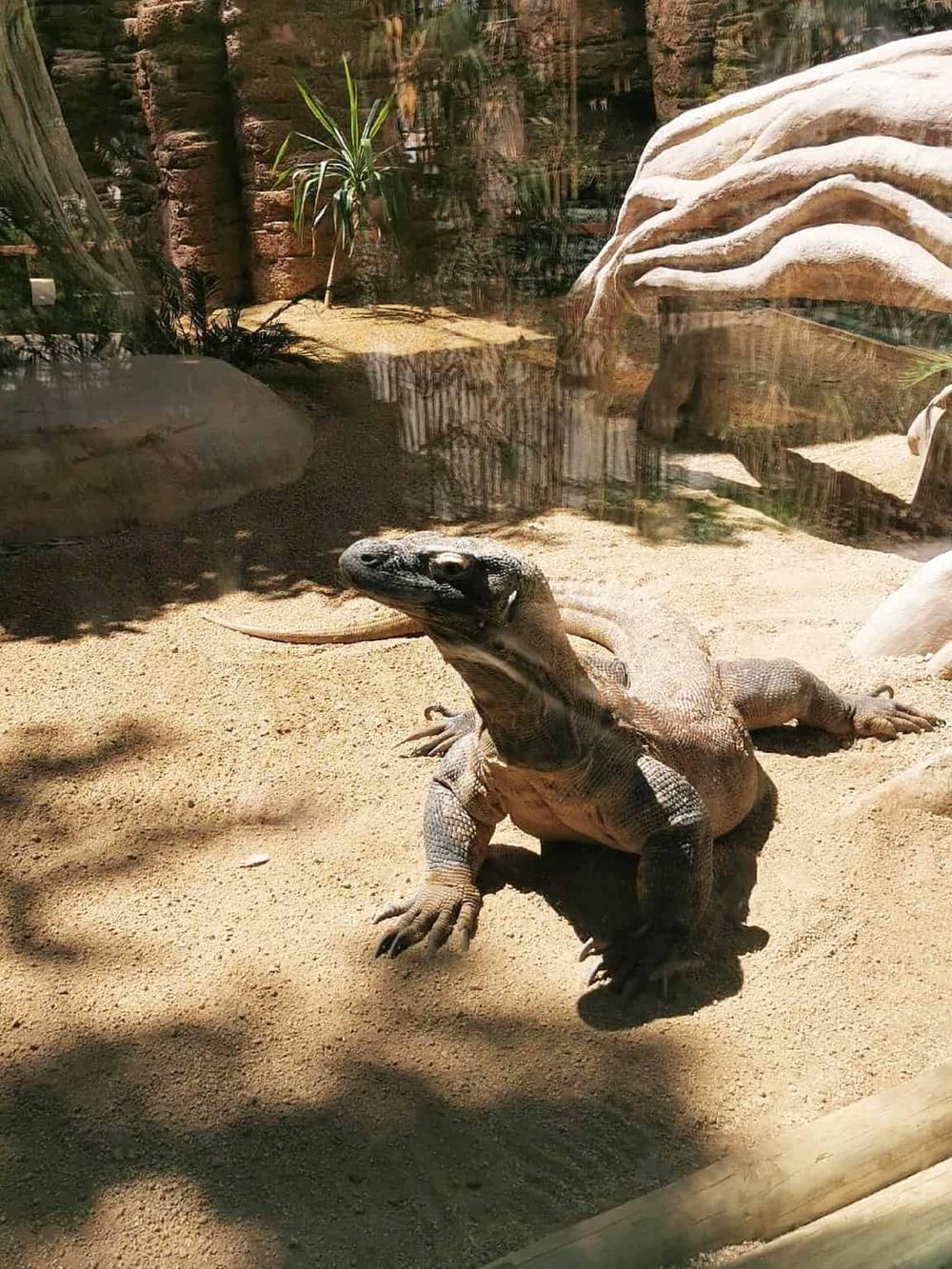 Lizard basking in sunlight at a reptile exhibit.