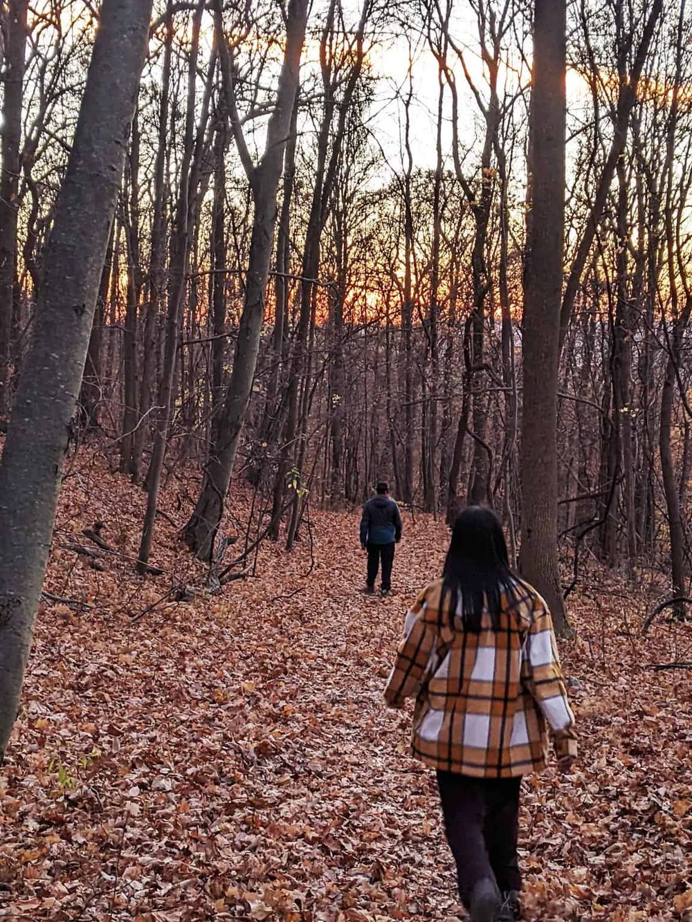 Serene forest trail during sunset for outdoor adventure and nature exploration.