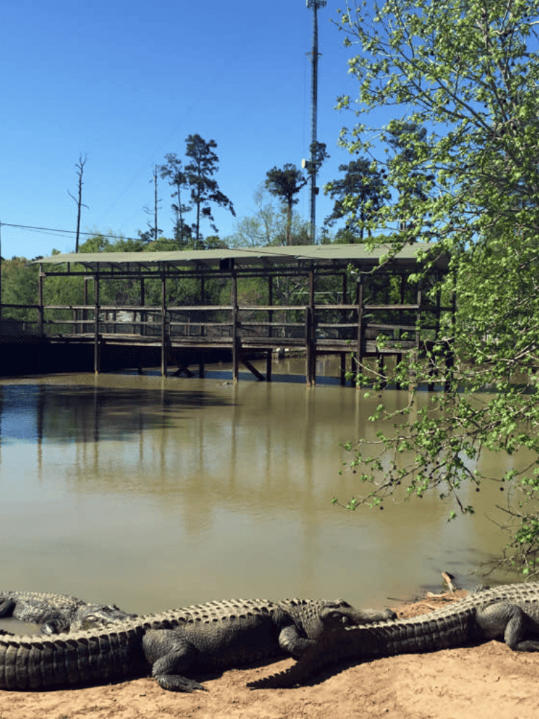 Alligators by water with wooden bridge and trees in background, Florida nature park, wildlife habitat, outdoor adventure, tourist attraction.