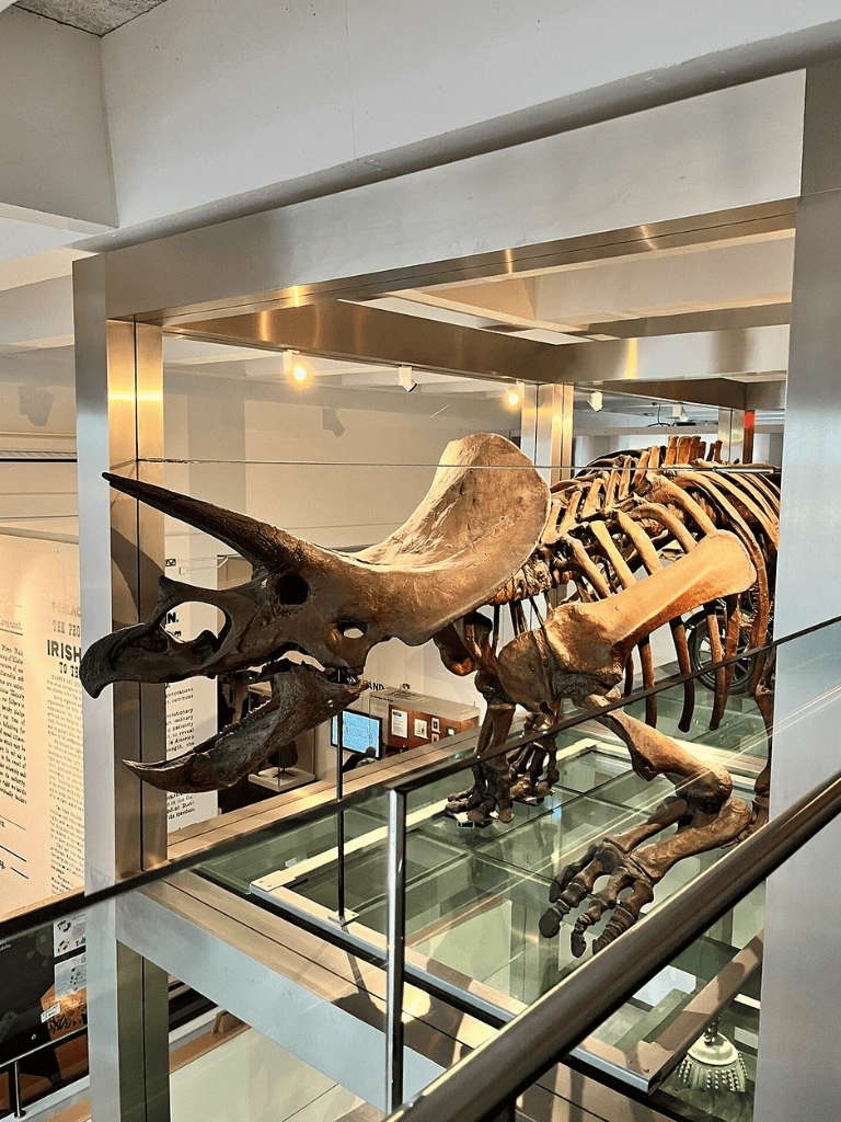 Dinosaur skeleton exhibit at a natural history museum showcasing prehistoric fossils and bones.