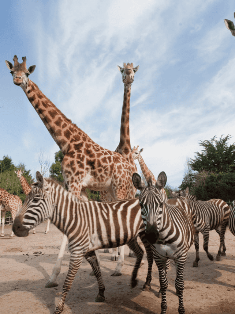 Giraffes and zebras at a safari park, wildlife photography, nature adventure, animal conservation, family outdoor activity.