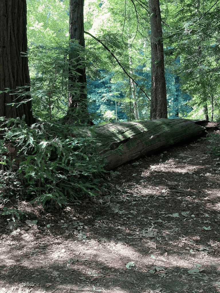 Lush green forest trail with fallen log, shaded by tall trees, ideal for hiking and outdoor exploration.