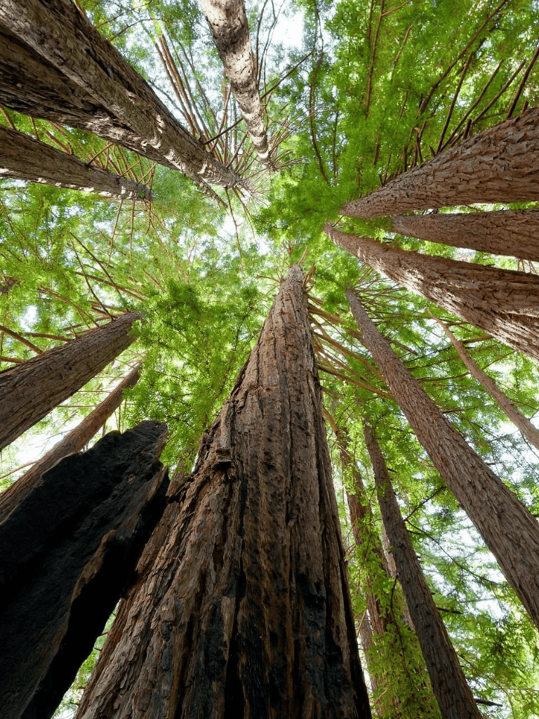 Tall redwood trees in a lush forest captured from below, showcasing their towering height and vibrant green canopy.