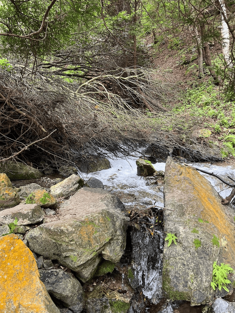 Vivid stream flowing through a lush forest with moss-covered rocks and dense greenery.