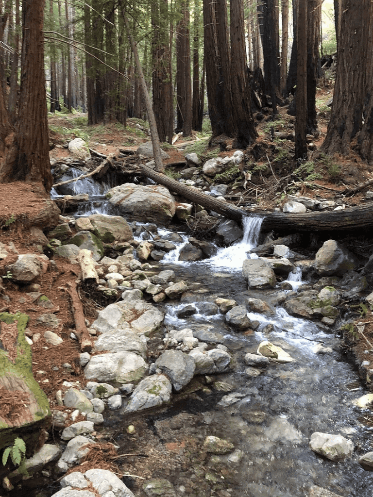 Tranquil forest stream with rocks and tall trees, ideal for outdoor adventures and nature exploration.