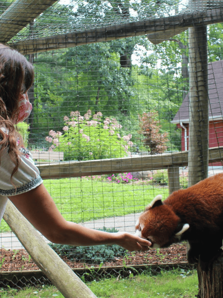 Juvenile red panda feeding on a woman's hand at QuestForDirections zoo exhibit.