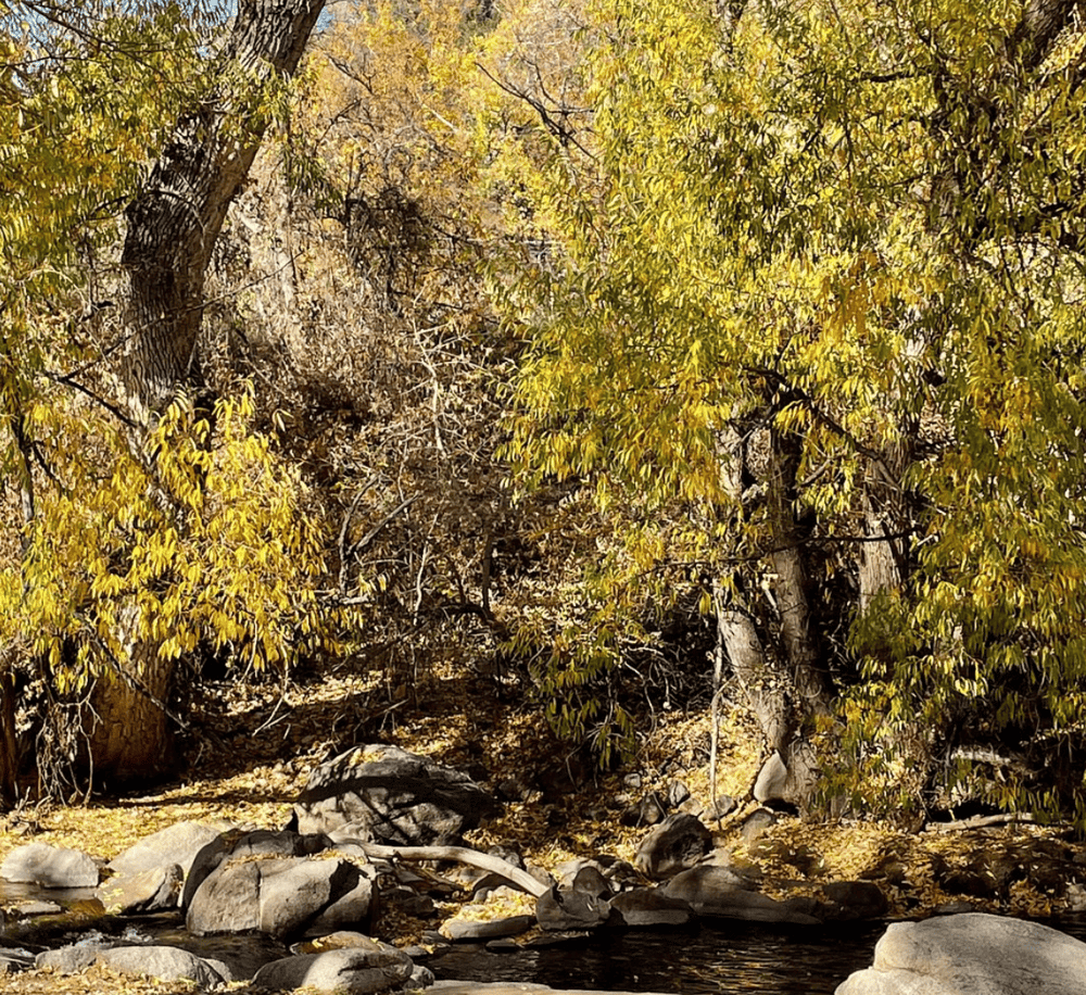 Autumn forest with a creek, trees with yellow leaves, natural scenery, serene outdoor landscape.
