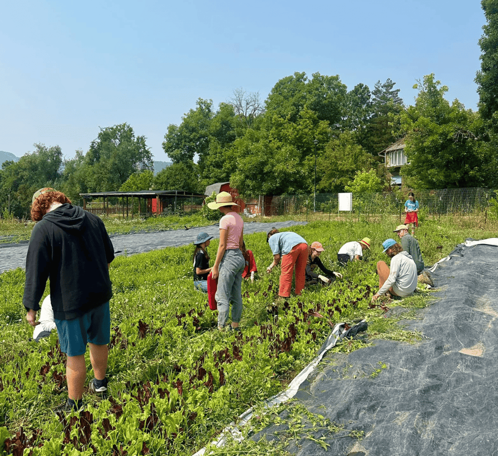 Community gardening activity at QuestForDirections sustainable urban farm.