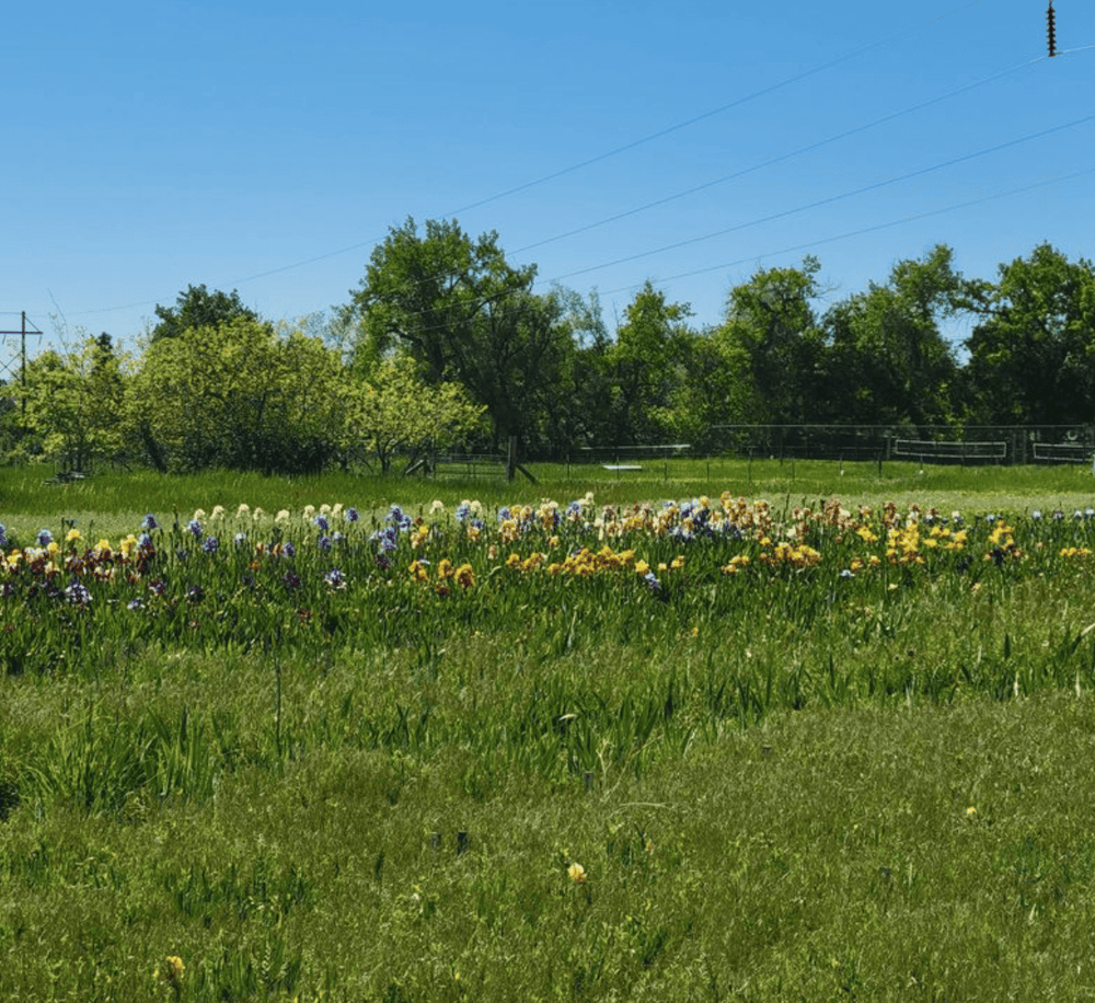 Bright spring meadow with colorful wildflowers and lush green trees under a clear blue sky.