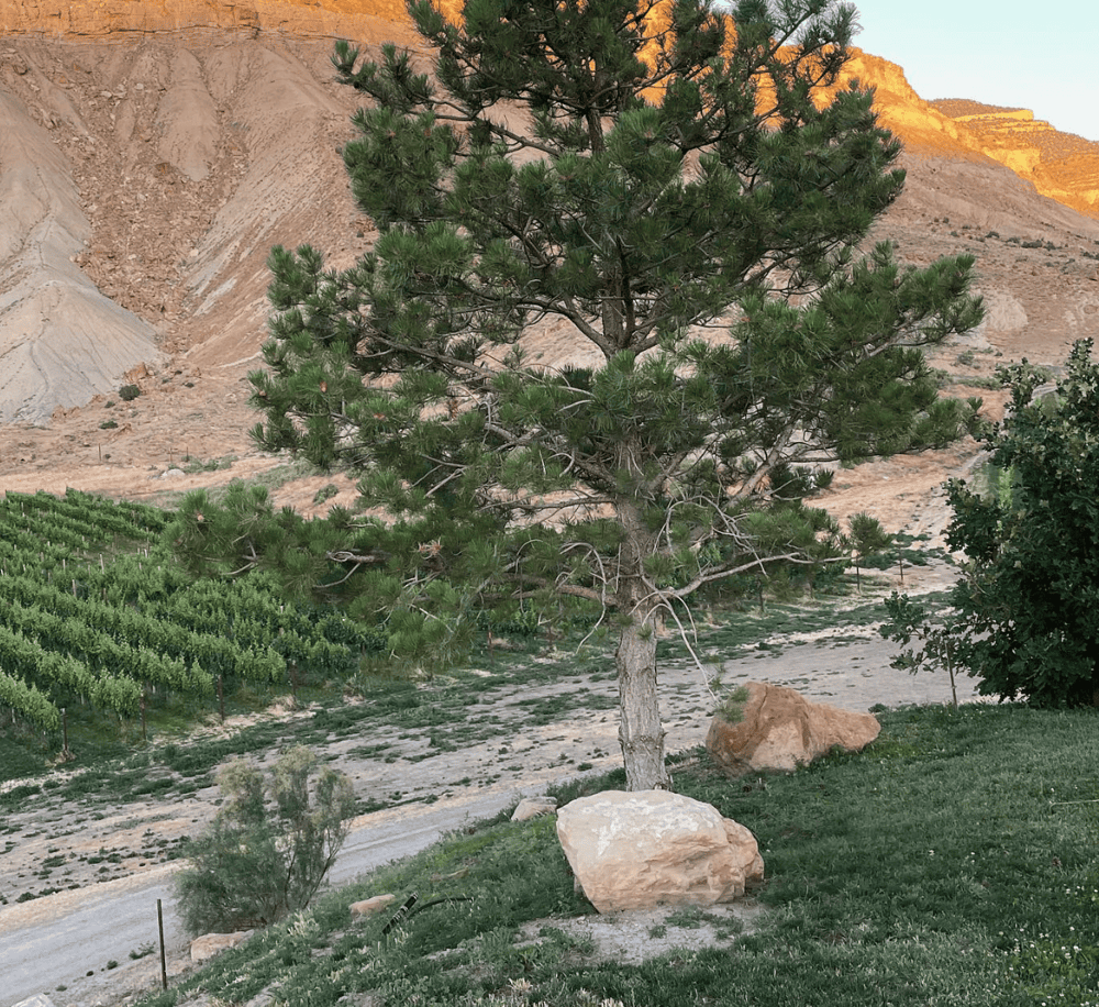 A lush pine tree in desert landscape with mountains and vineyards in the background.