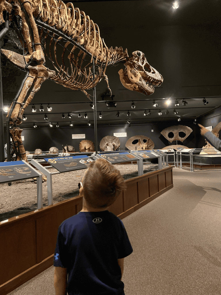 Fossil dinosaur skeleton exhibit at a museum showcasing prehistoric bones and skulls.