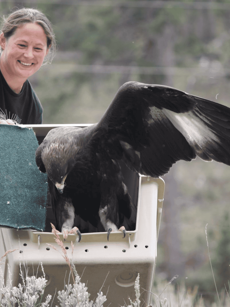 Aerial rescue bird with human handler, conservation, wildlife rescue, eagle, falcon, bird rehabilitation.