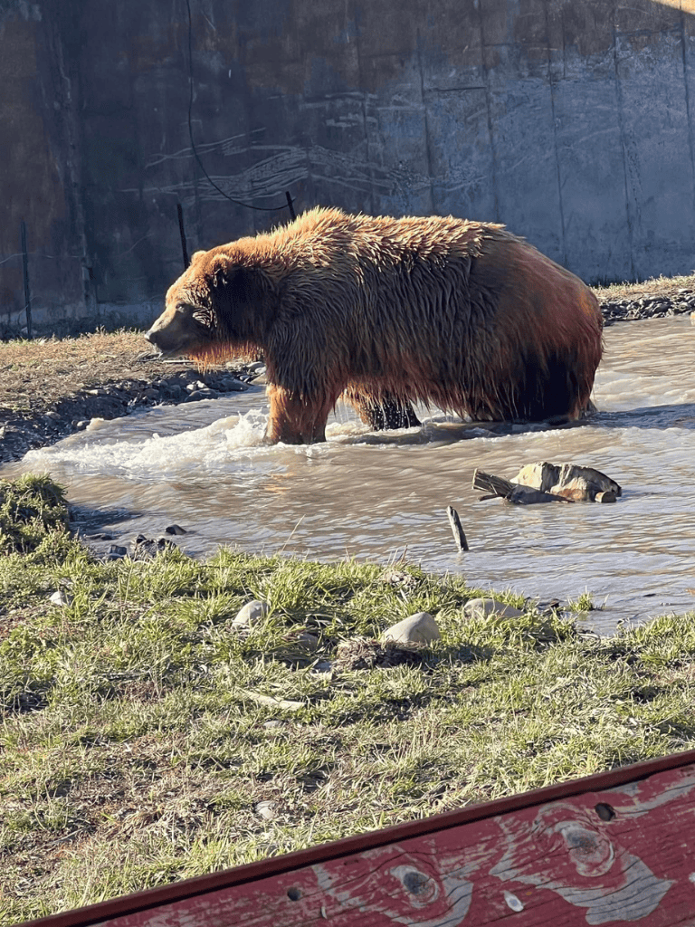 Majestic brown bear wading in river at QuestForDirections wildlife sanctuary.