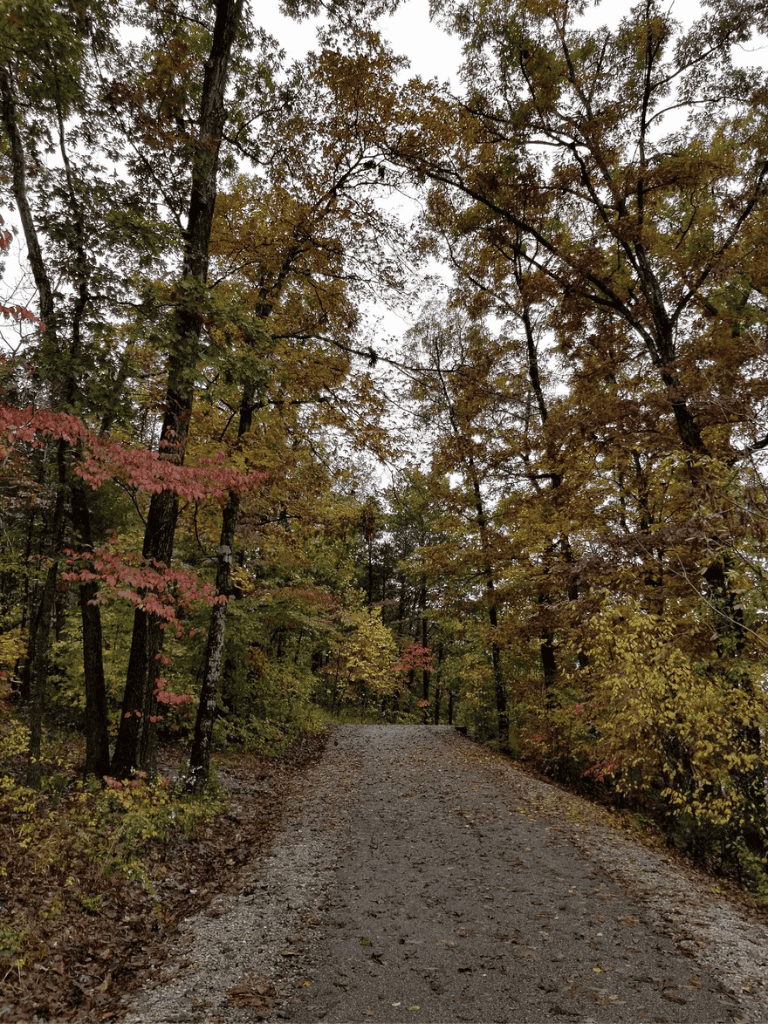 Bright autumn forest path surrounded by colorful falling leaves, peaceful nature trail for outdoor exploration.