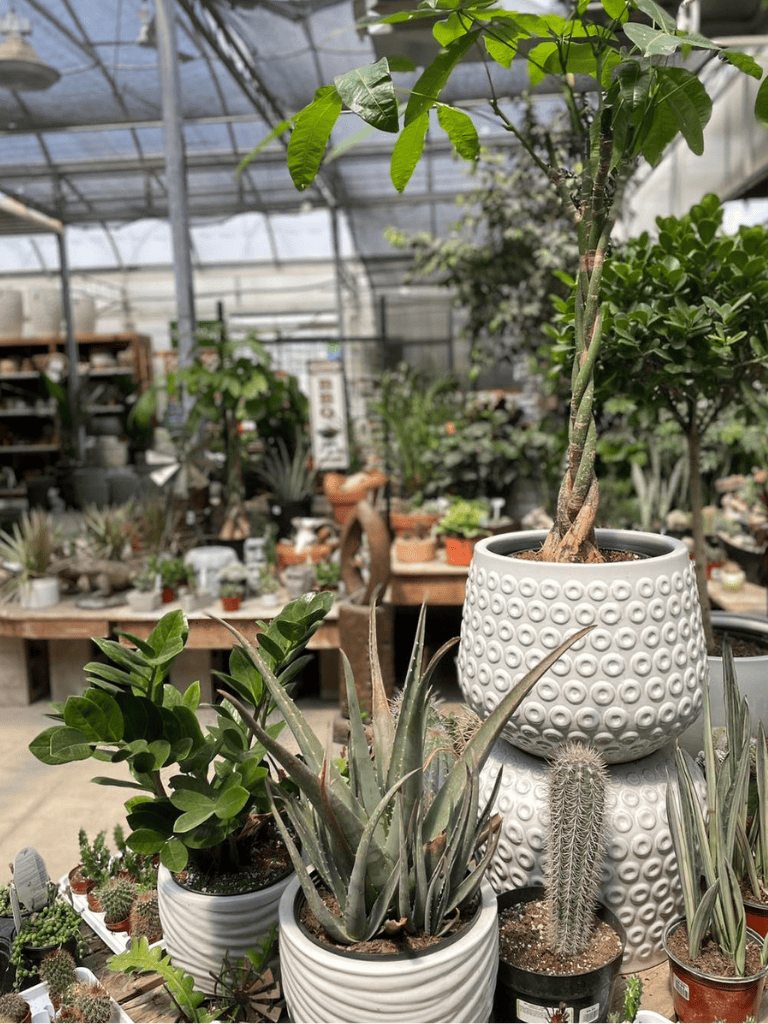 Lush potted plants and succulents in greenhouse garden, vibrant greenery and decorative pots.