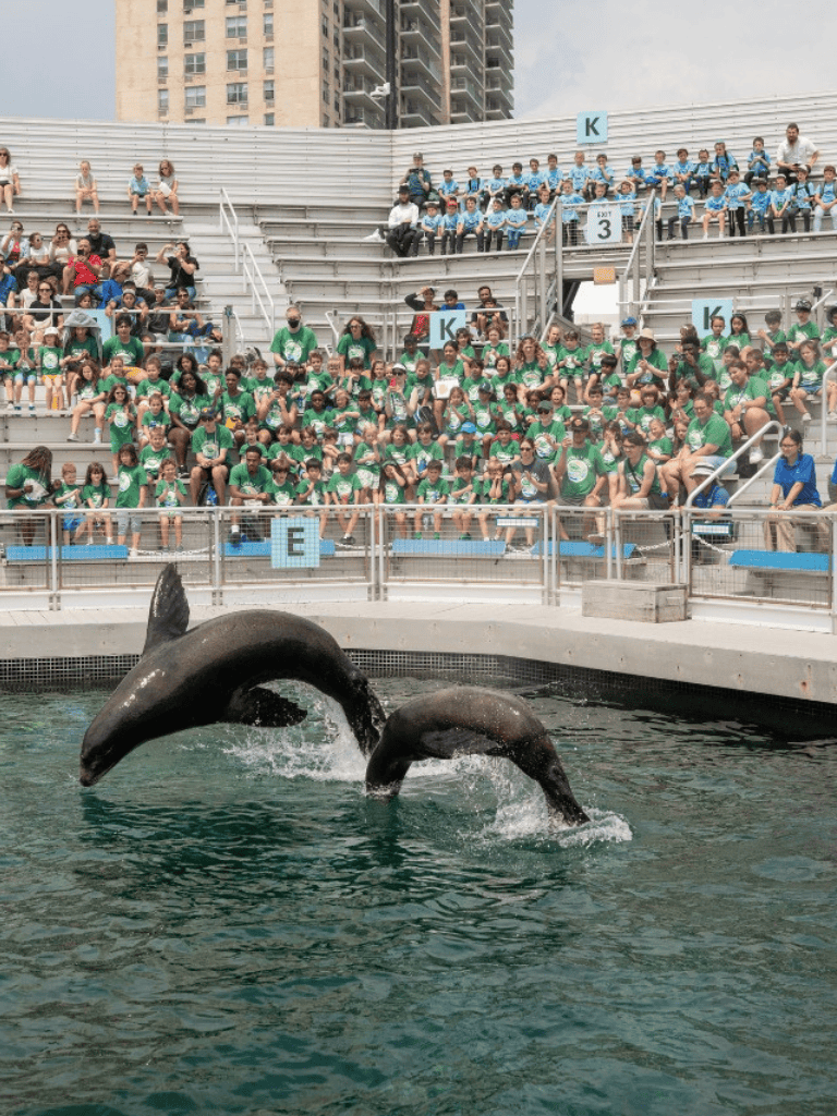 Dolphins performing tricks at an outdoor aquarium show with large audience in stadium seating.