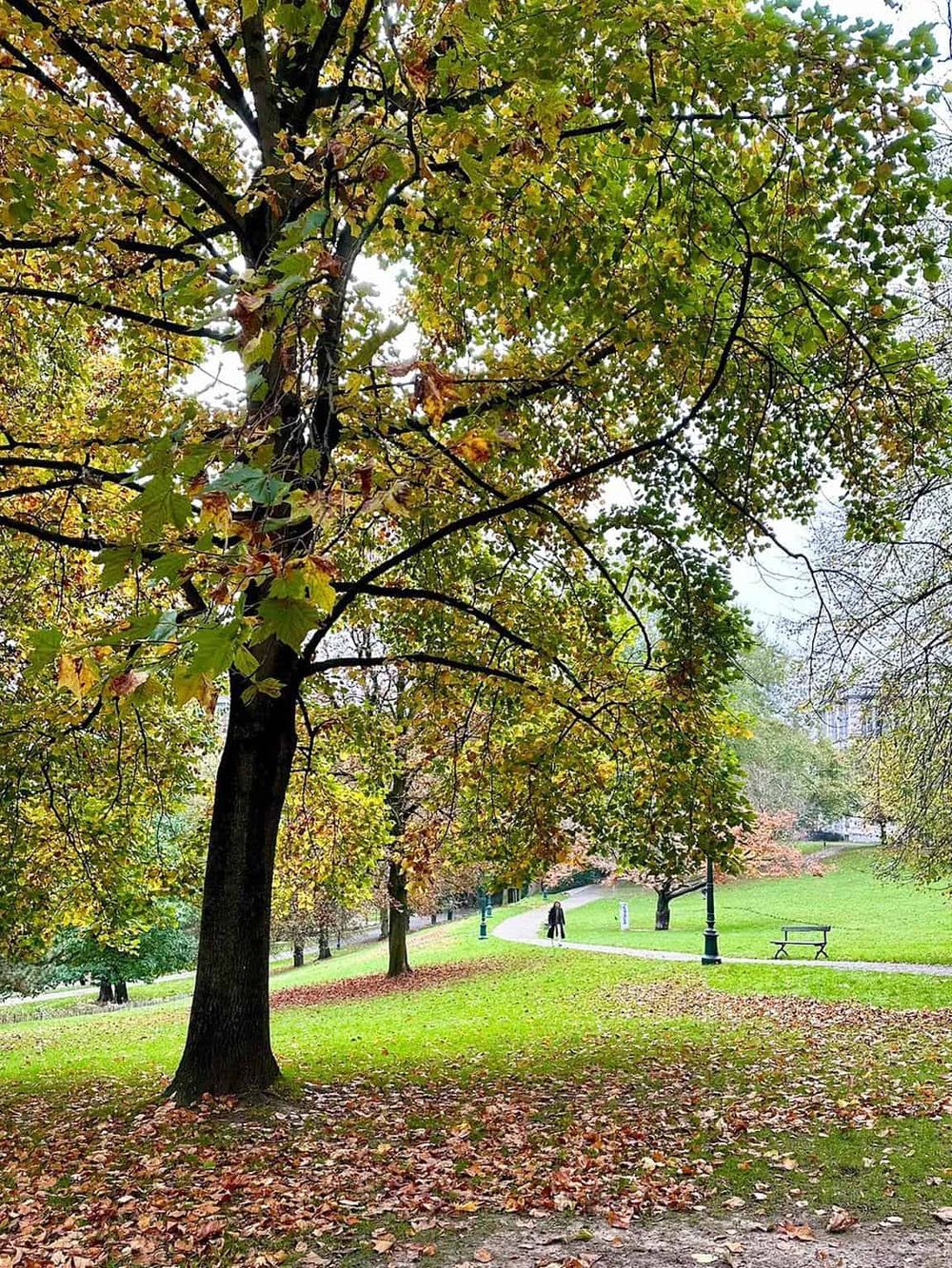 Lush autumn park with trees, walking path, benches, and fallen leaves, perfect for outdoor recreation.