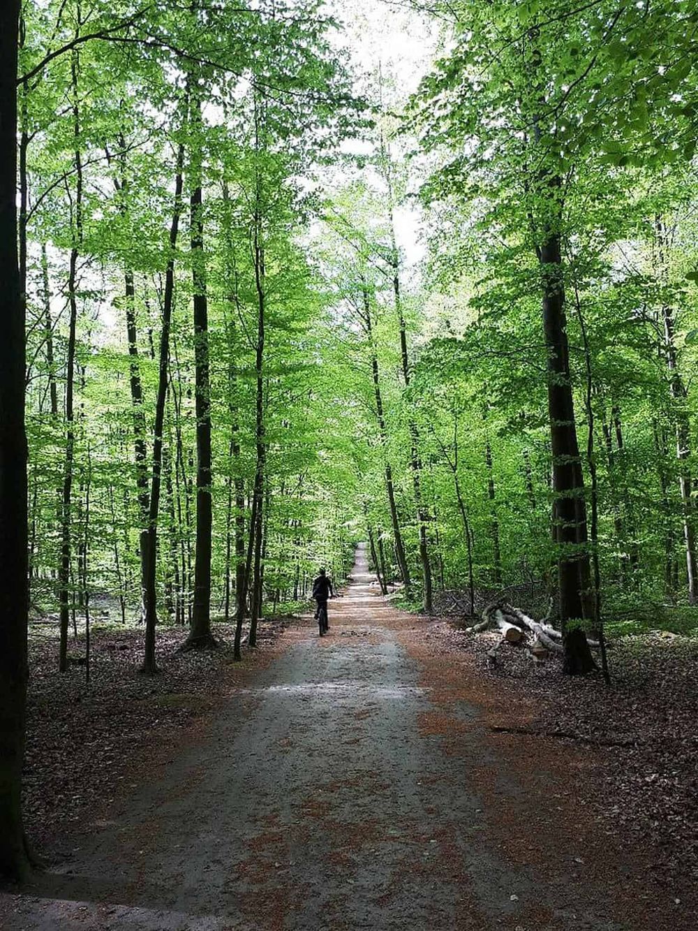 Serene forest pathway for nature walks and outdoor exploration.