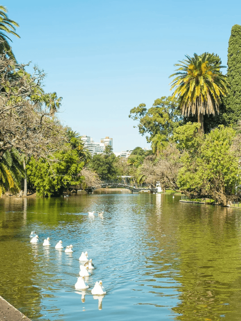 Serene park with ducks on a peaceful waterway surrounded by lush greenery and tall palm trees.