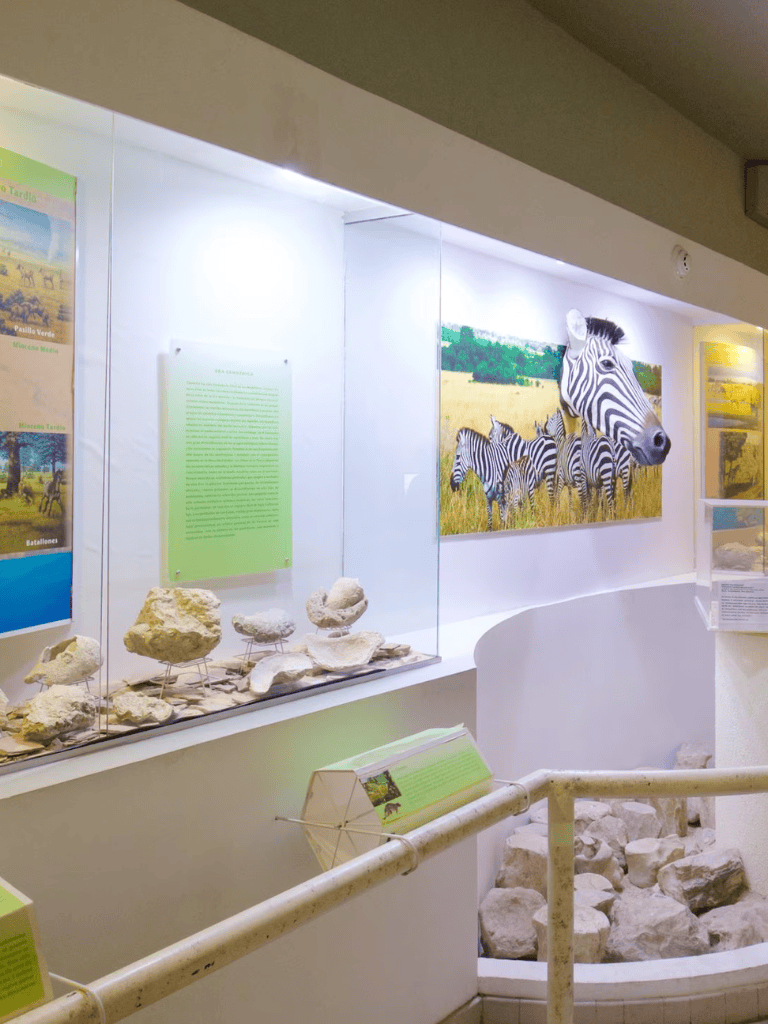 Colorful safari exhibit showcasing zebras and fossils at QuestForDirections educational center.