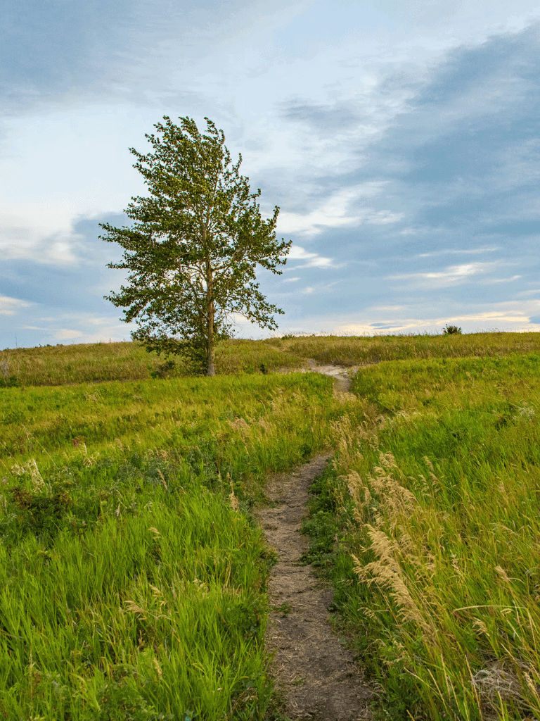Lush green trail winding through a grassy field with a lone tree under a partly cloudy sky.