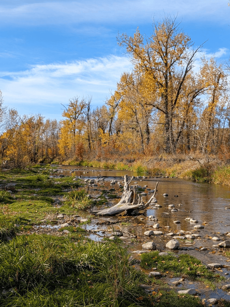 Gentle stream with autumn trees and fallen logs, ideal for outdoor nature exploration.