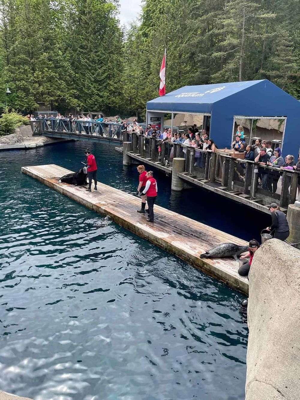 Sea lion feeding at Quest for Directions zoo, offering fun and educational animal encounters in a natural habitat.