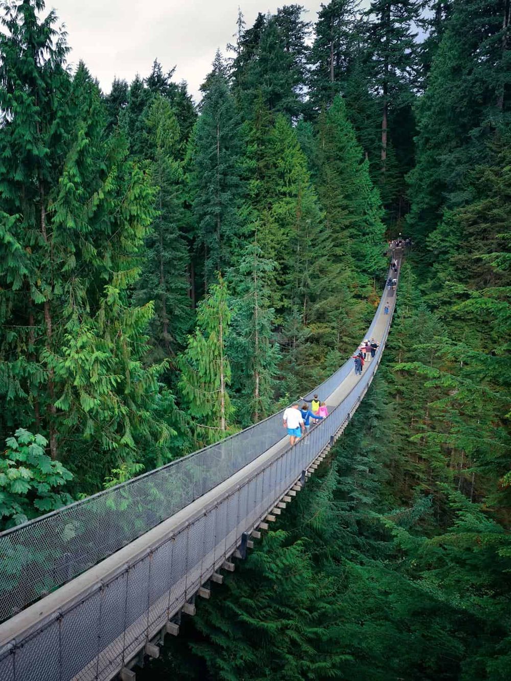Vibrant suspension bridge in lush green forest, popular for scenic walks and outdoor adventures.