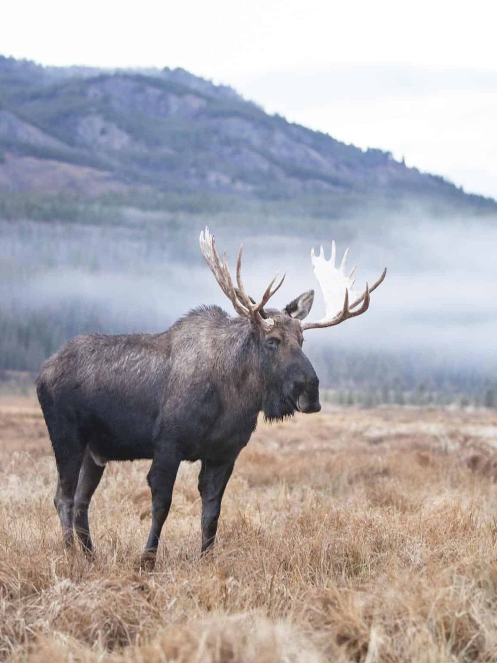 Majestic elk standing in a natural landscape with mountains and fog, highlighting wildlife and outdoor adventure.