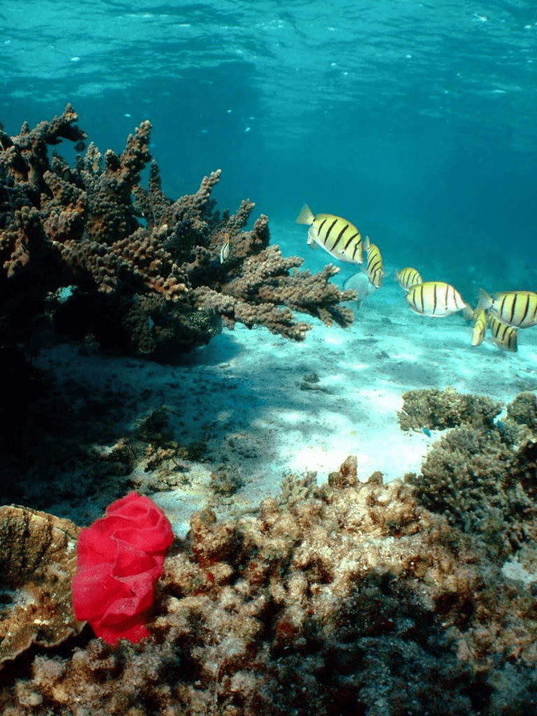 Colorful coral reef with tropical fish swimming underwater, vibrant marine life and clear ocean water.