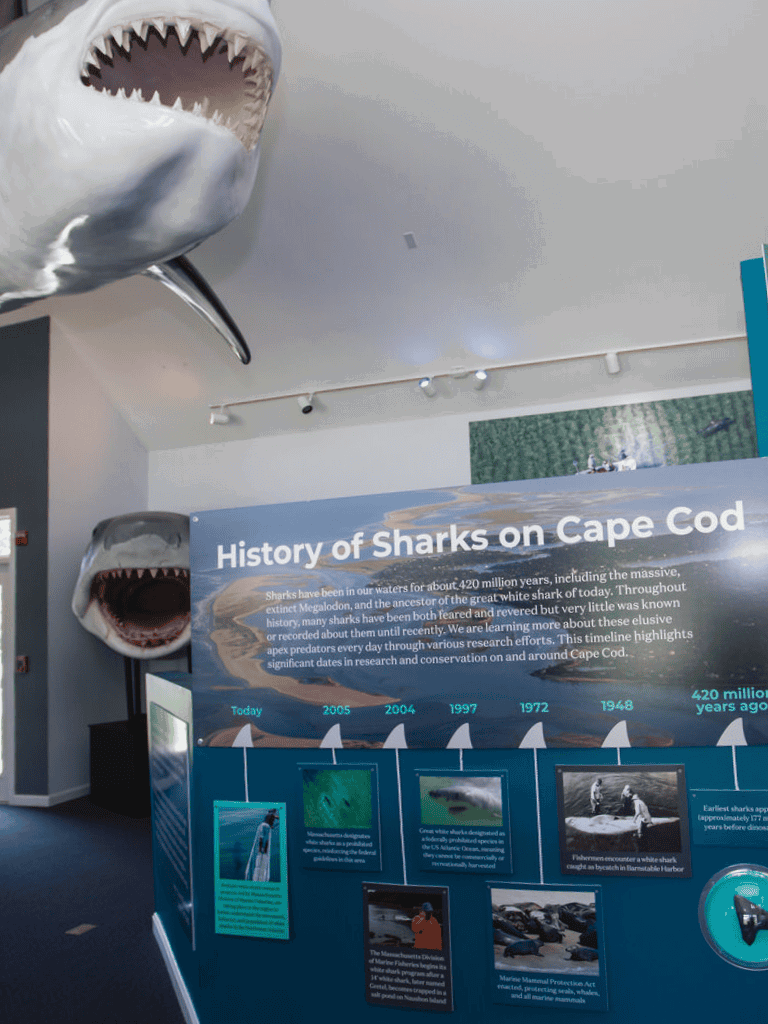 Shark exhibit at Cape Cod history museum, showcasing information about sharks' evolution and conservation efforts.