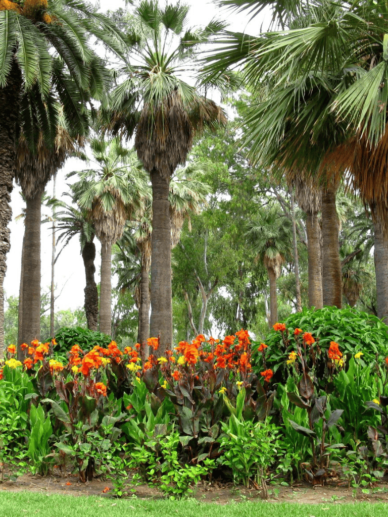 Lush tropical palm trees and vibrant orange flowers in a scenic outdoor garden setting.