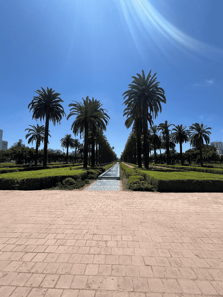 Palm trees along a pathway in a sunny city park, blue sky and modern buildings in the background.