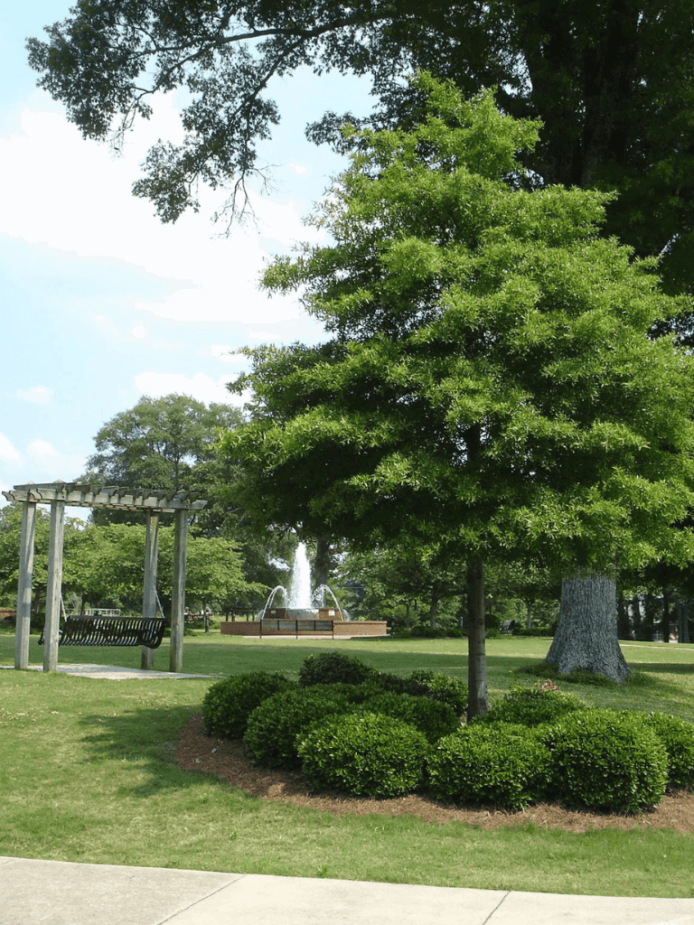 Lush green park with trees, fountain, and wooden pergola, perfect for outdoor recreation and relaxation.