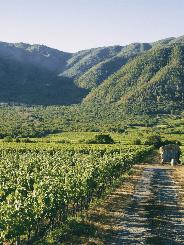 Lush vineyard with mountains in the background during daytime, perfect for wine tourism.
