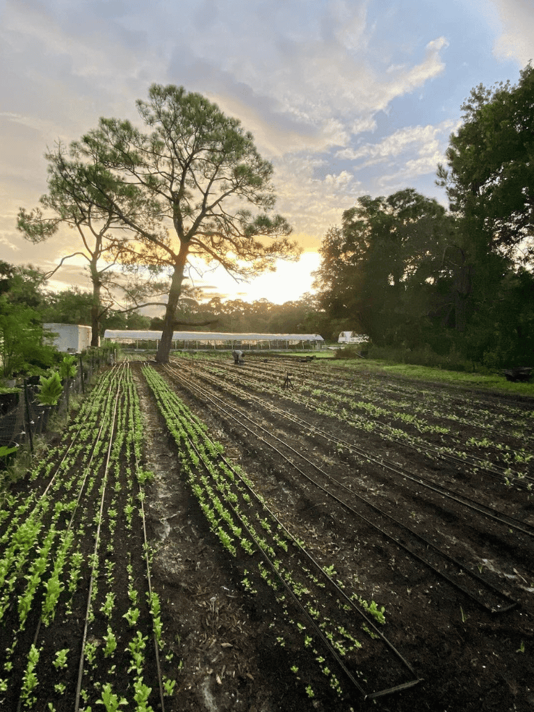 Lush green farm with drip irrigation under a scenic sunset sky, rural agriculture scene for farming & gardening.