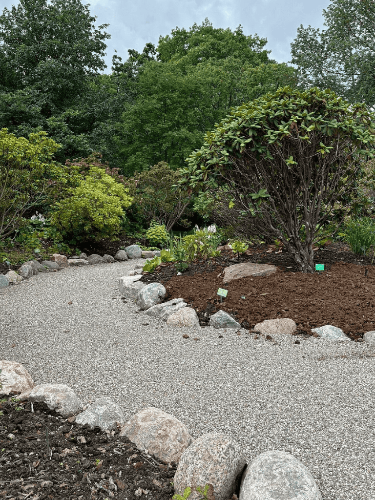 Lush garden pathway with rocks and greenery, tranquil outdoor landscape design.