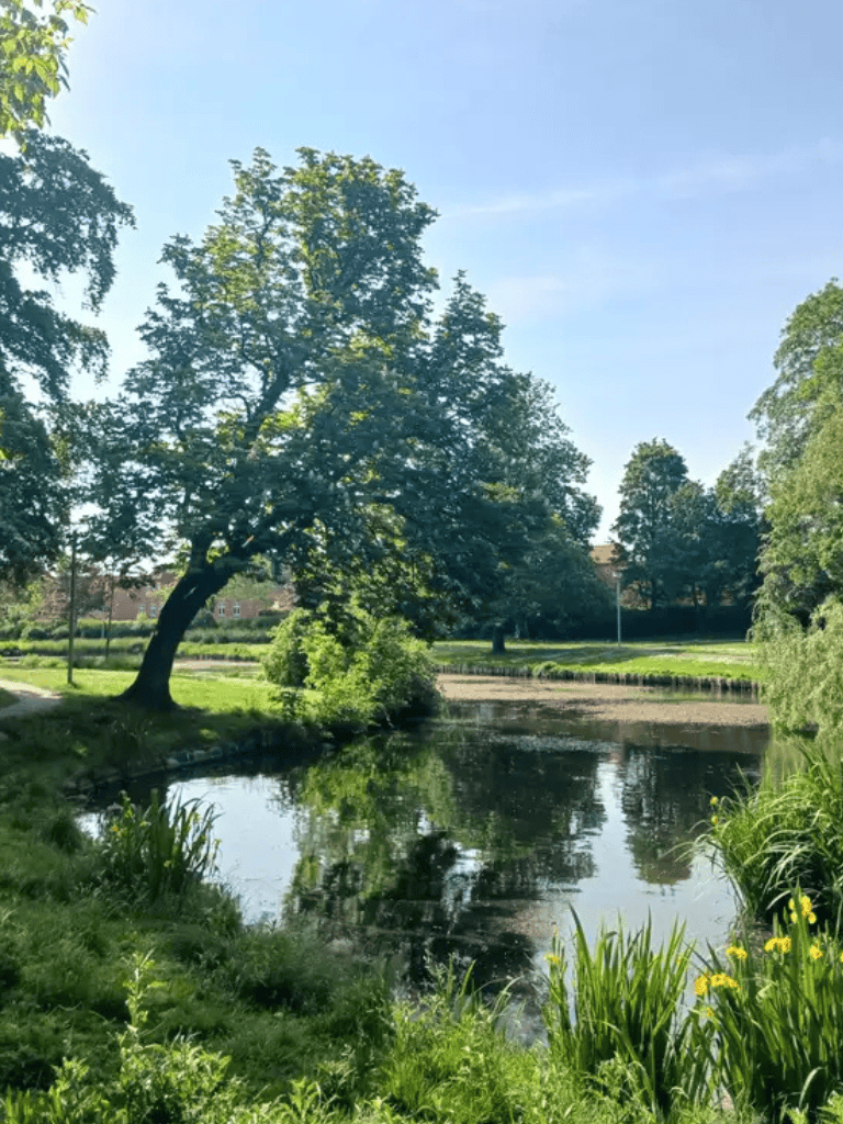 Peaceful park with trees and a pond, perfect for relaxation and outdoor activities.