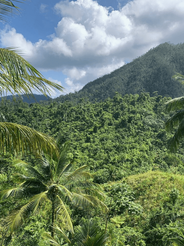 Lush tropical rainforest landscape with mountains under a partly cloudy sky.