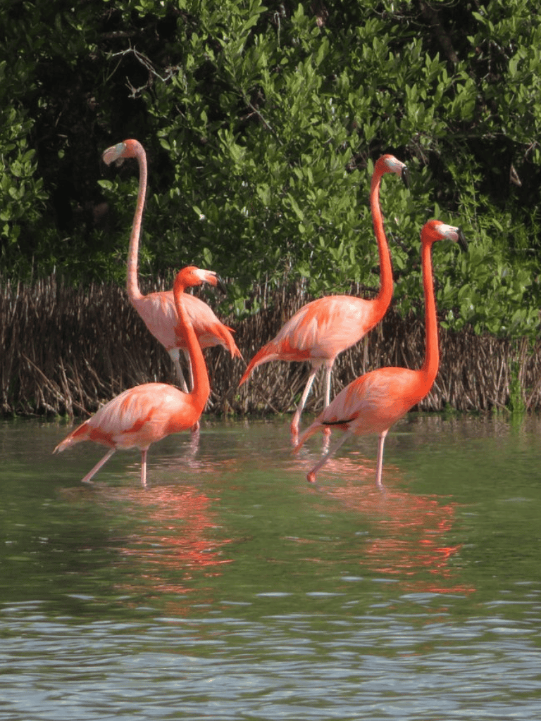 Pink flamingos wading in water surrounded by lush green foliage for nature and wildlife photography.